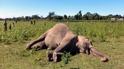 Kerala To Track Down Mastermind Behind Death Of Pregnant Elephant
