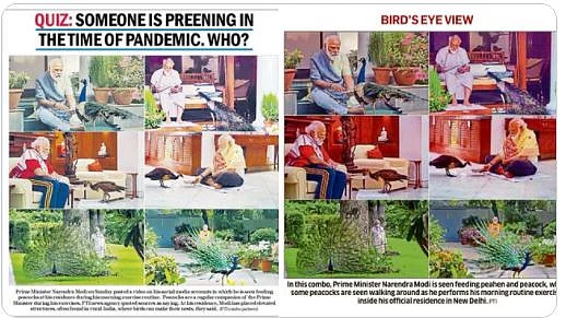 The PM feeding peacocks: Instagram video invites comparison with Nero and Marie Antoinett