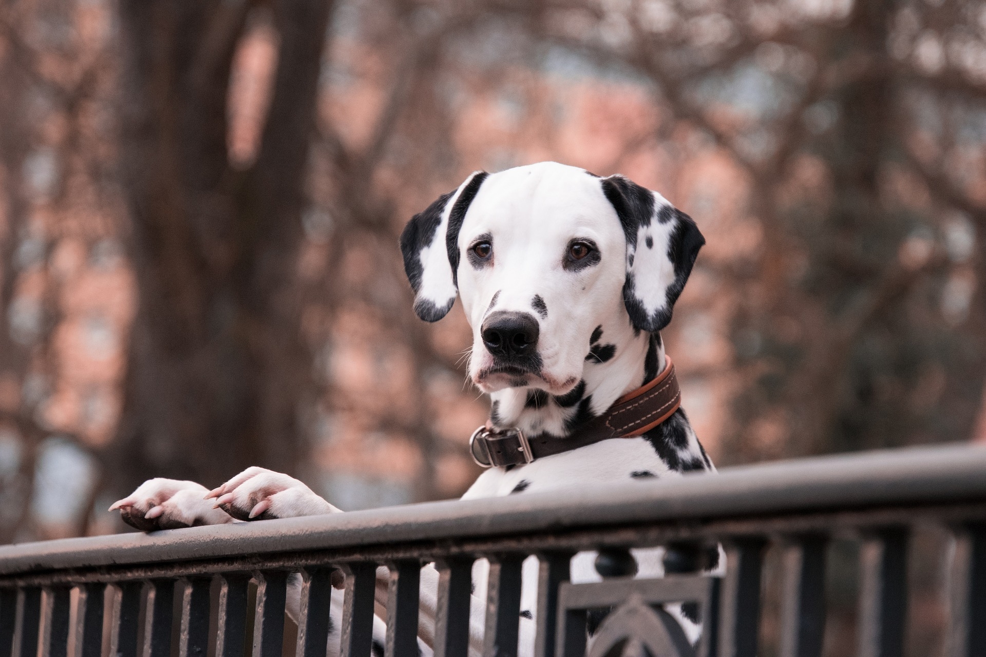 Having pets linked to better mental health during lockdown
