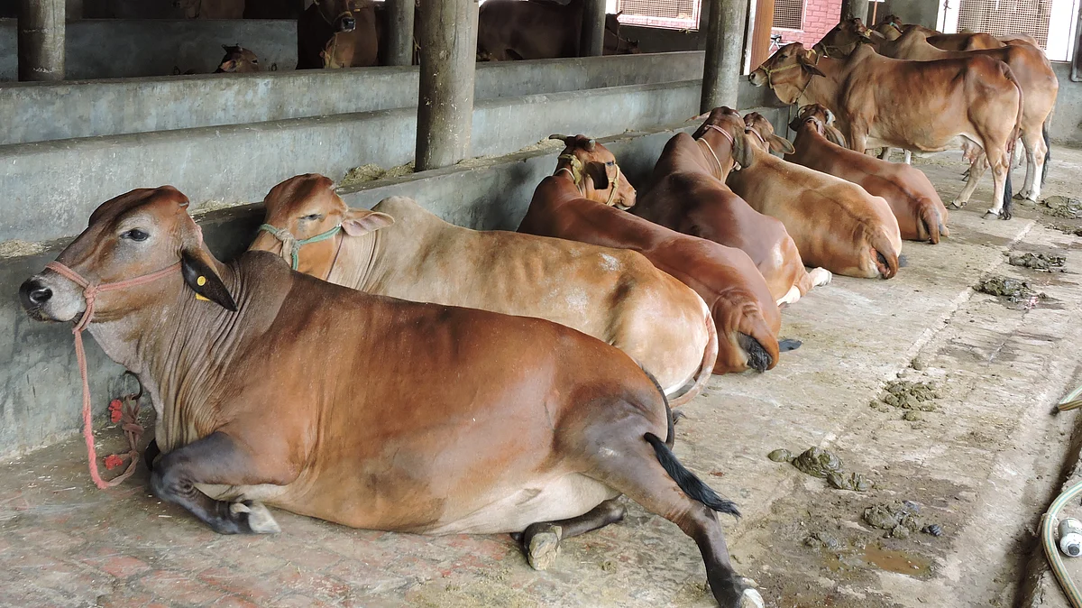 Madhya Pradesh government decides to form a ‘Cow Cabinet’ for the protection of cows