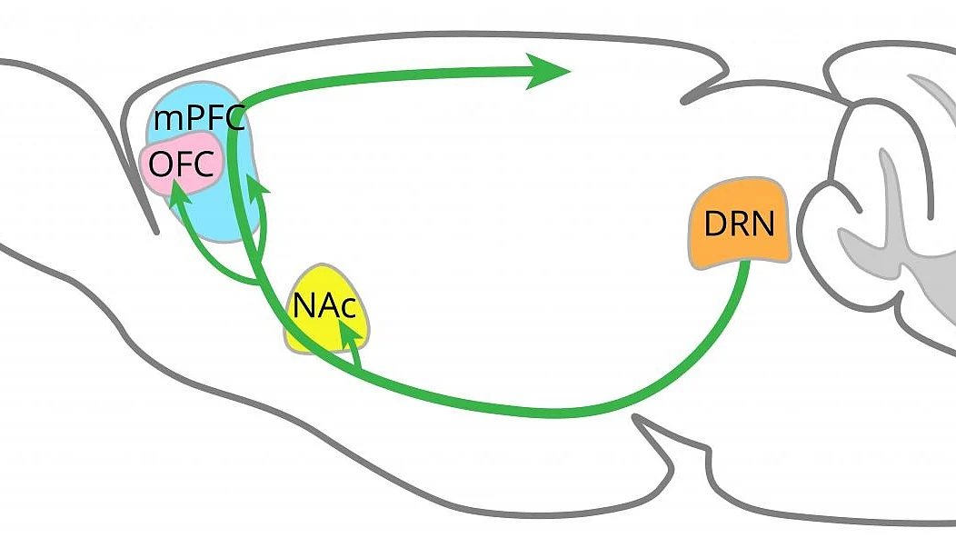 Regions of brain where serotonin promotes patience identified