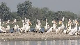 Agra’s green activists demand scrapping of road plan near Ramsar site