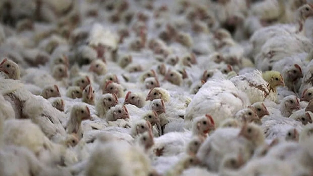 Now, avian influenza hits Barwala poultry belt in Haryana’s Panchkula