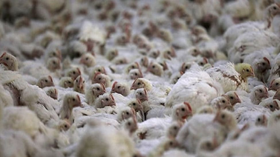 Haryana govt finally starts culling of birds hit by Avian Influenza in Panchkula’s poultry belt