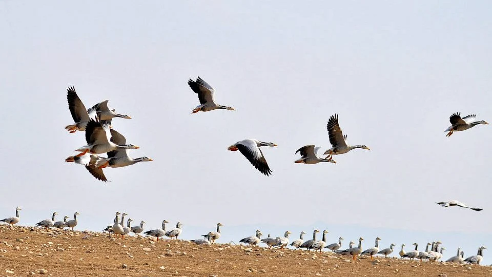 Mysterious death of migratory birds at Pong dam lake leads to blanket ban on tourism