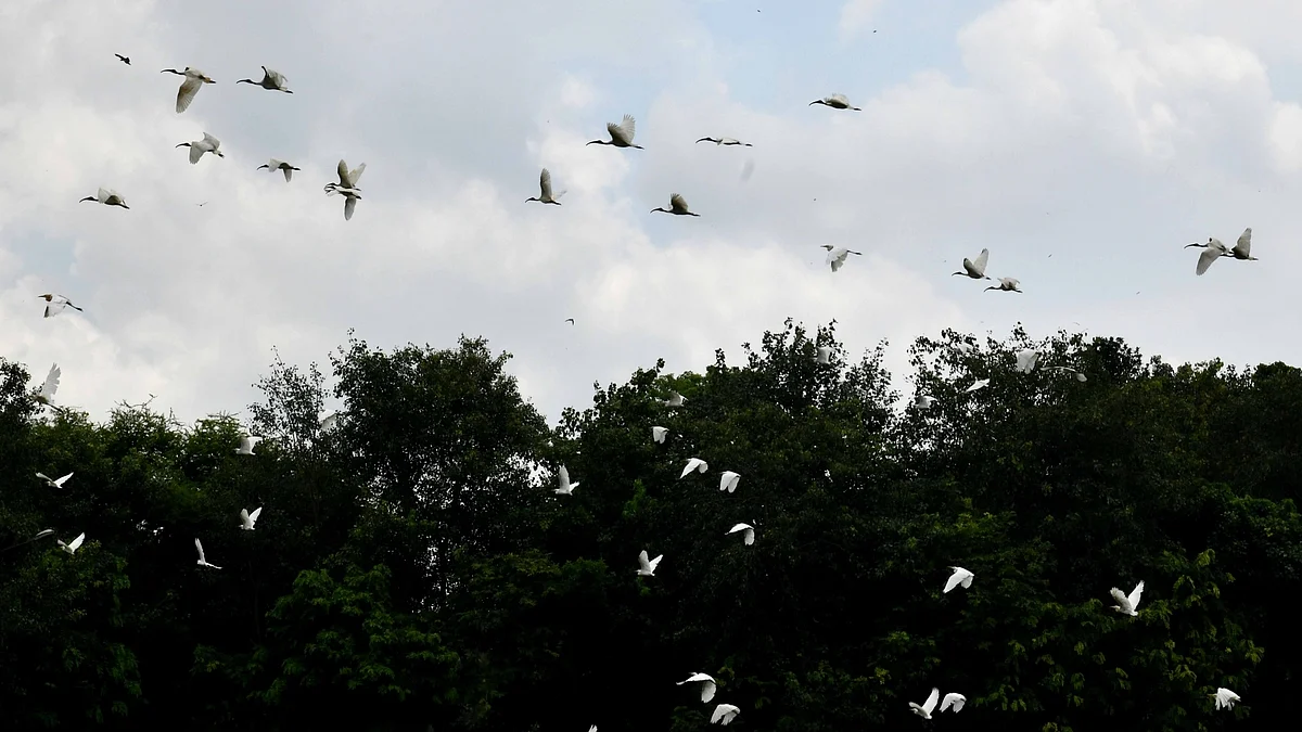 Don’t feed migratory birds: Announcements in Varanasi