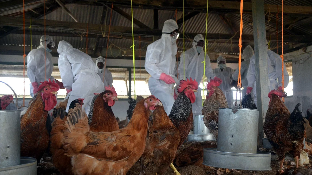 Bird flu scare grips Bihar