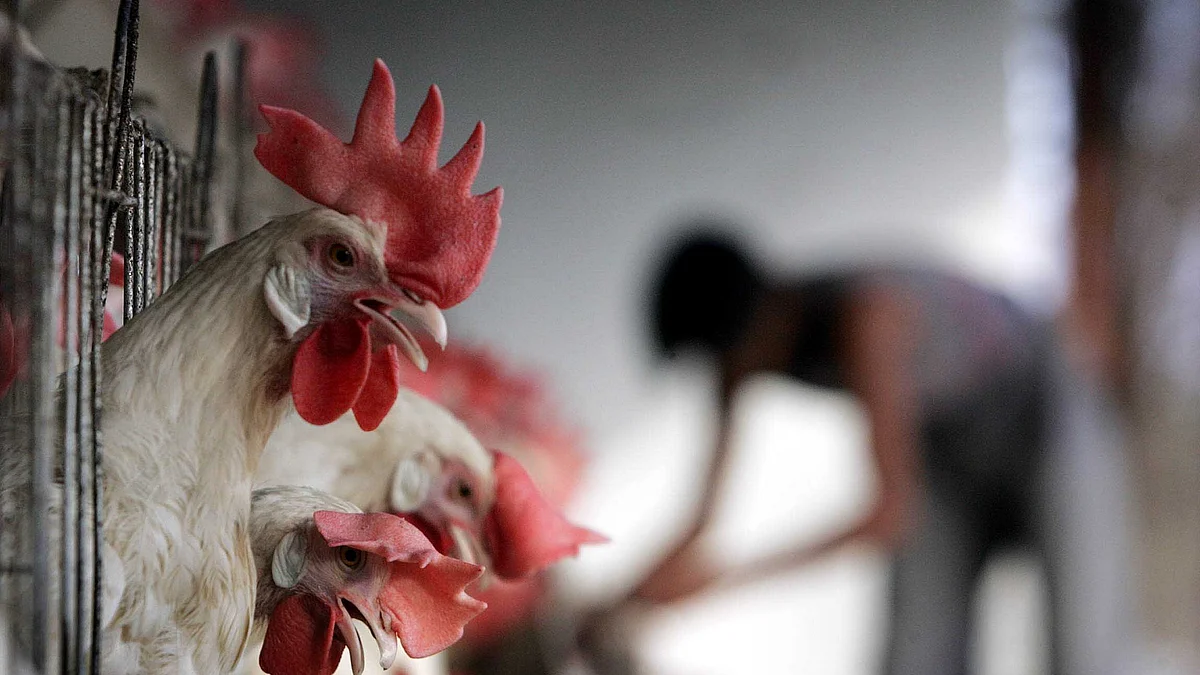 (Photo by Vikas Khot/Hindustan Times via Getty Images)