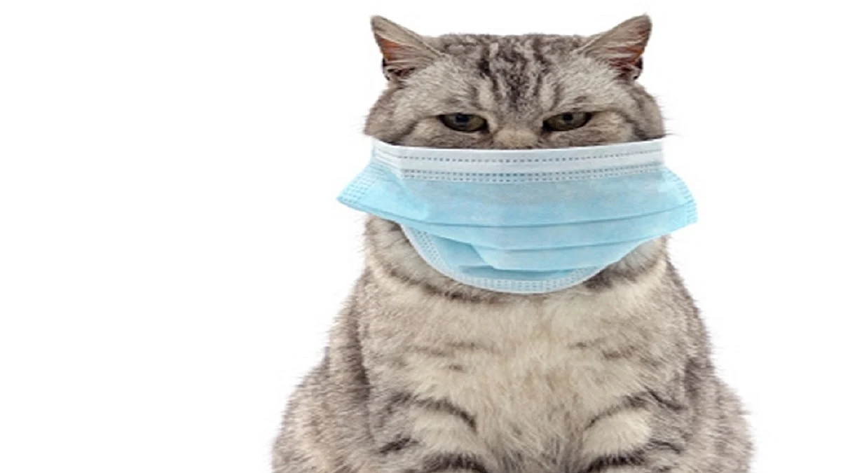 First confirmed case of COVID in pet reported in South Korea