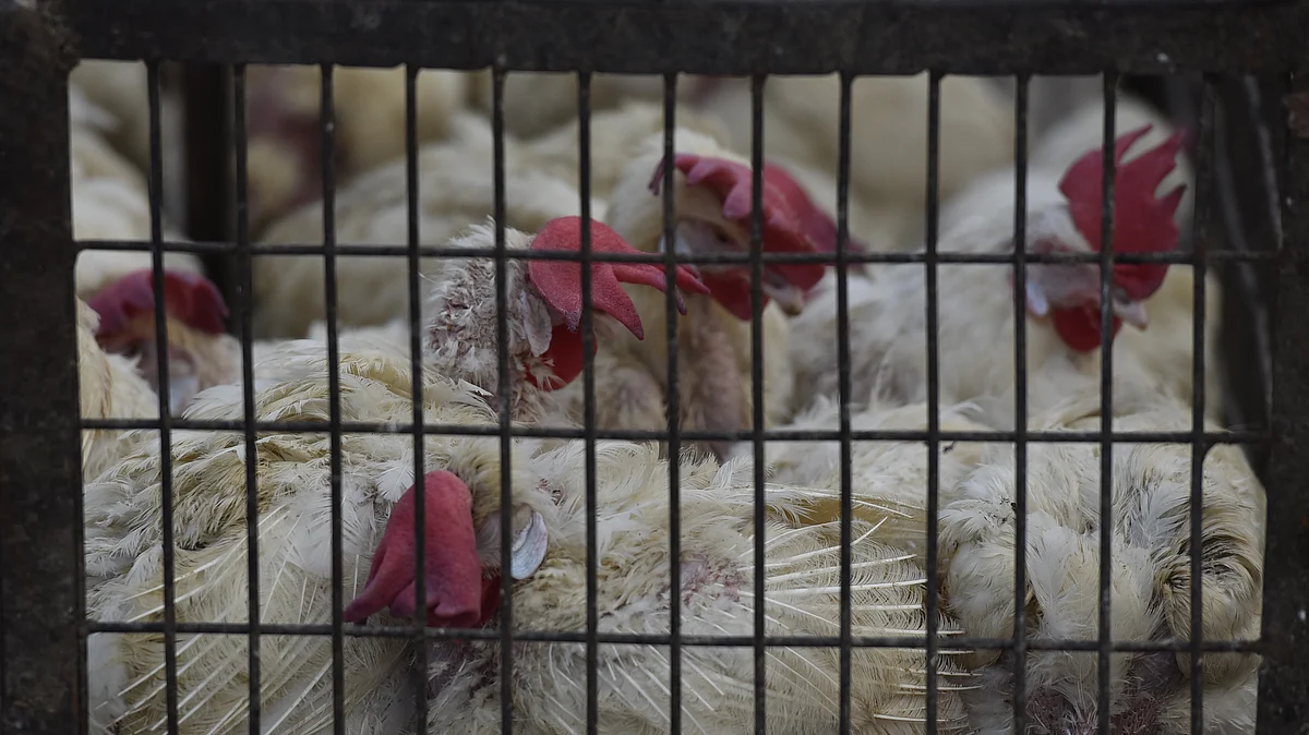 Bird flu confirmed in Maharashtra and Delhi, Parliamentary meet today