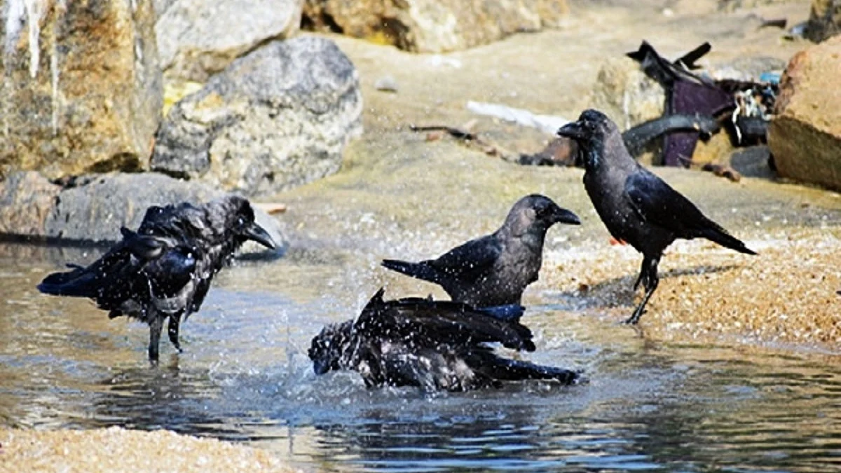 Samples of dead crows in Delhi sent for testing amid bird flu scare