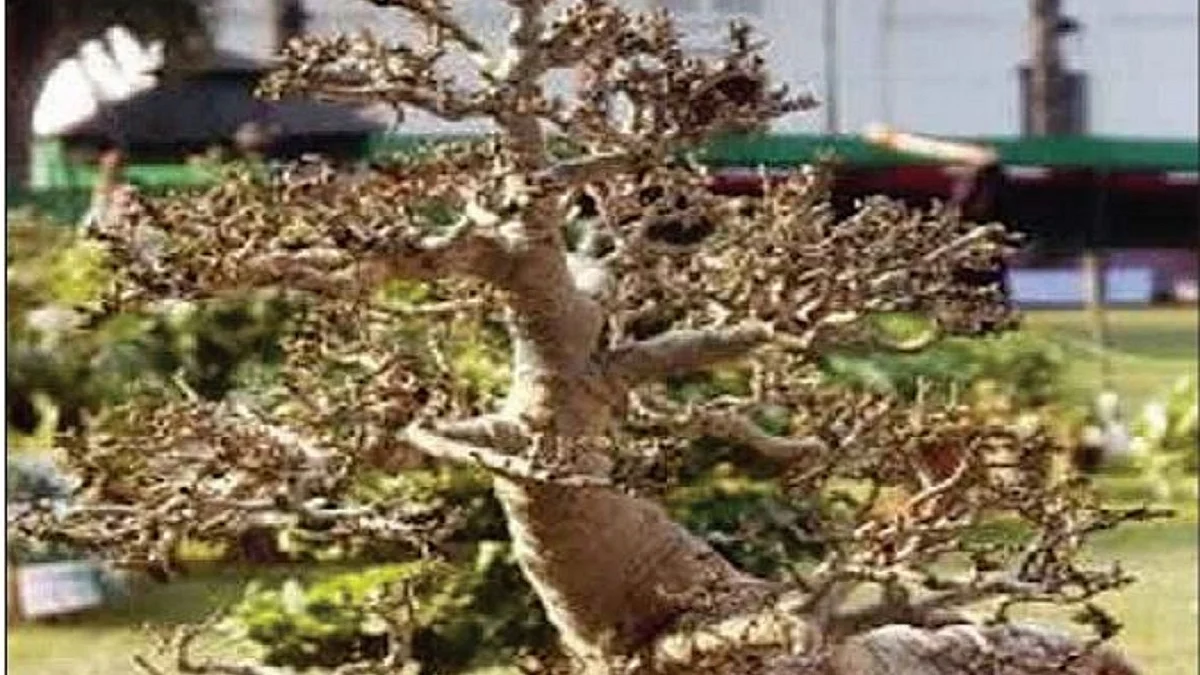 When the theft of a Bonsai plant in Hyderabad caused a flutter
