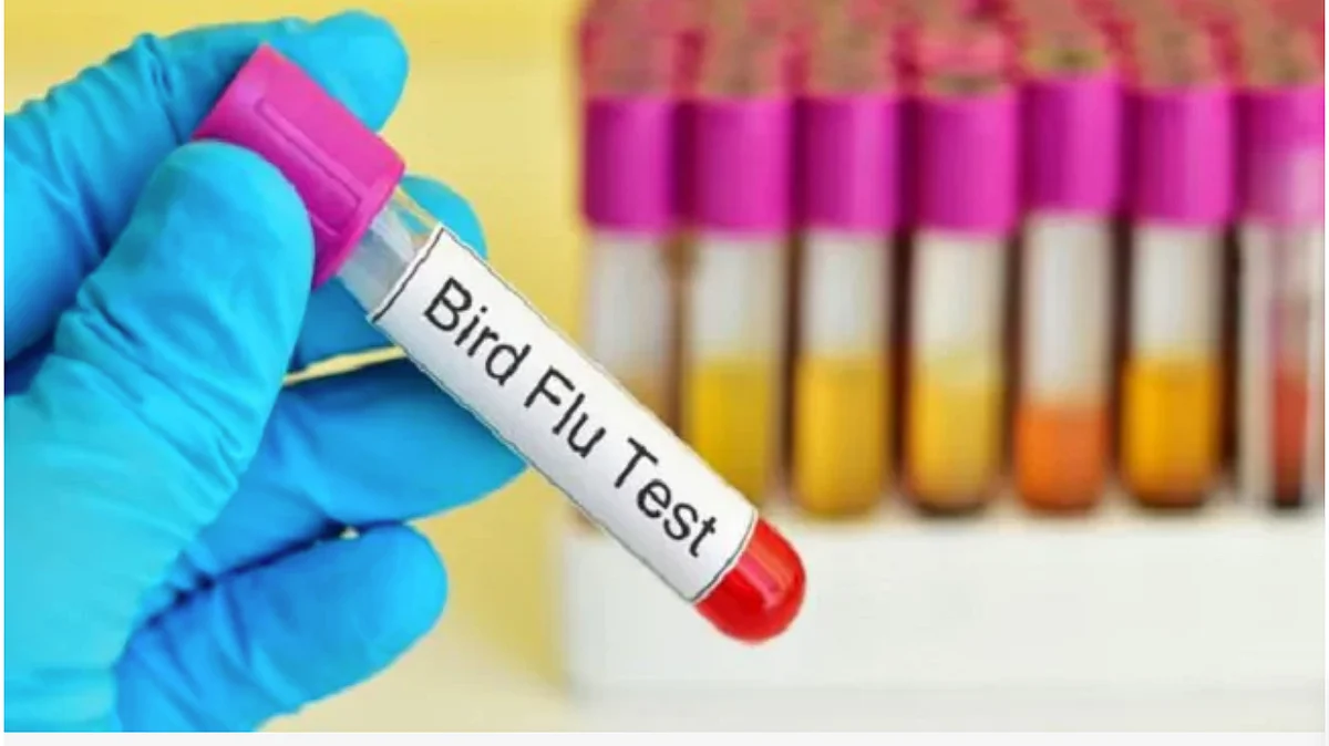 Bird flu: States on alert; Haryana reports over 4 lakh poultry deaths in 10 days, Kerala culls chickens, ducks