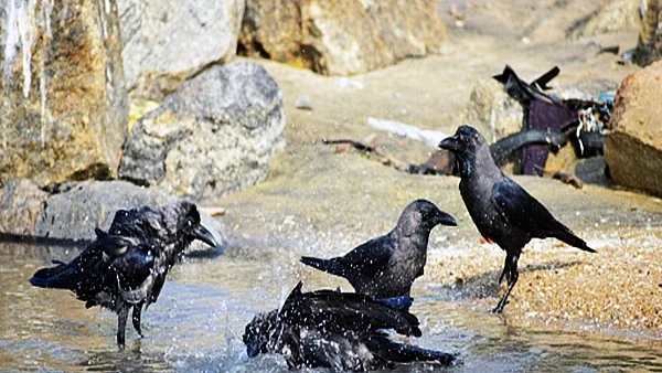 7 crows found dead in Karnataka, triggers bird flu panic