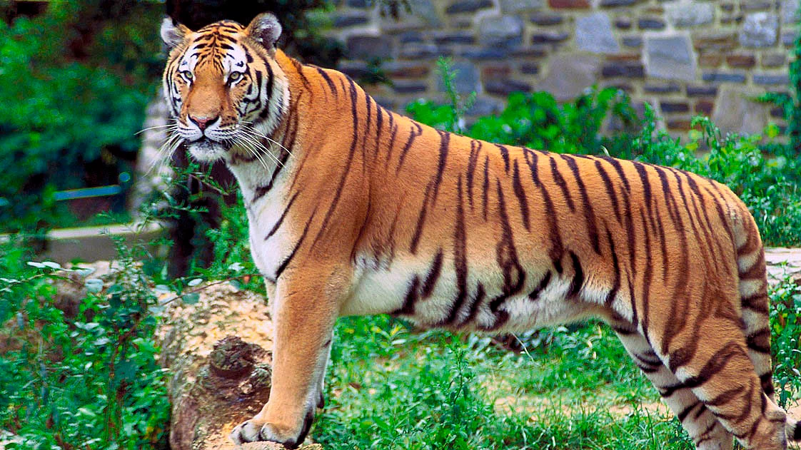 Photo courtesy: Wikipedia