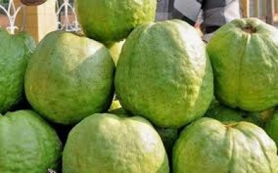 UP: Man lynched to death over guava plucking