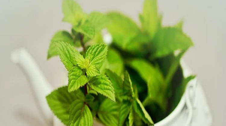 Representative Image (Photo Courtesy: IANS)