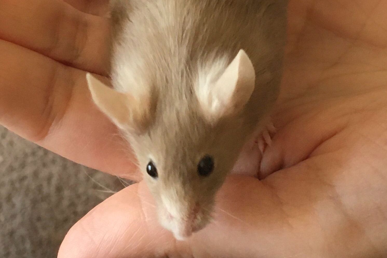 Scientists develop new method to grow mouse embryos outside uterus