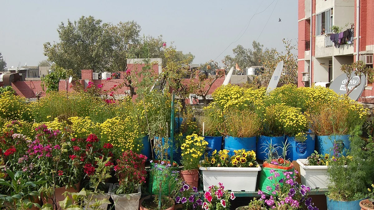All about terrace gardening by an elderly plant lover in the city