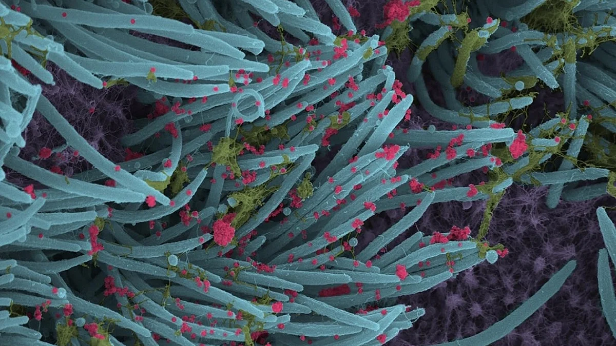 Decoded: How antibodies neutralise COVID infection