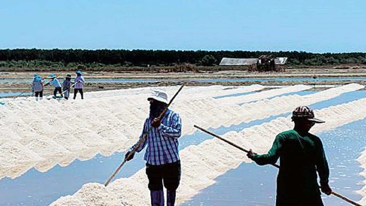 Gujarat: Salt worth Rs 10 crore washed away in flooding due to cyclone