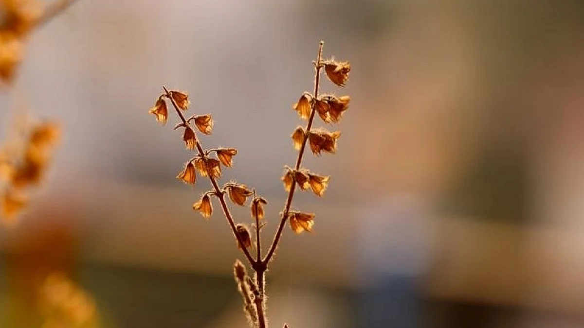 Combating stress and anxiety with natural herbs