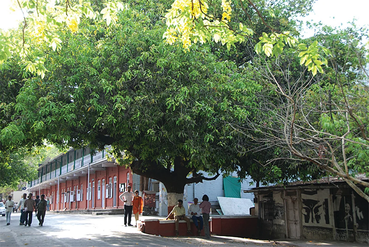 The Wisdom Tree at FTII