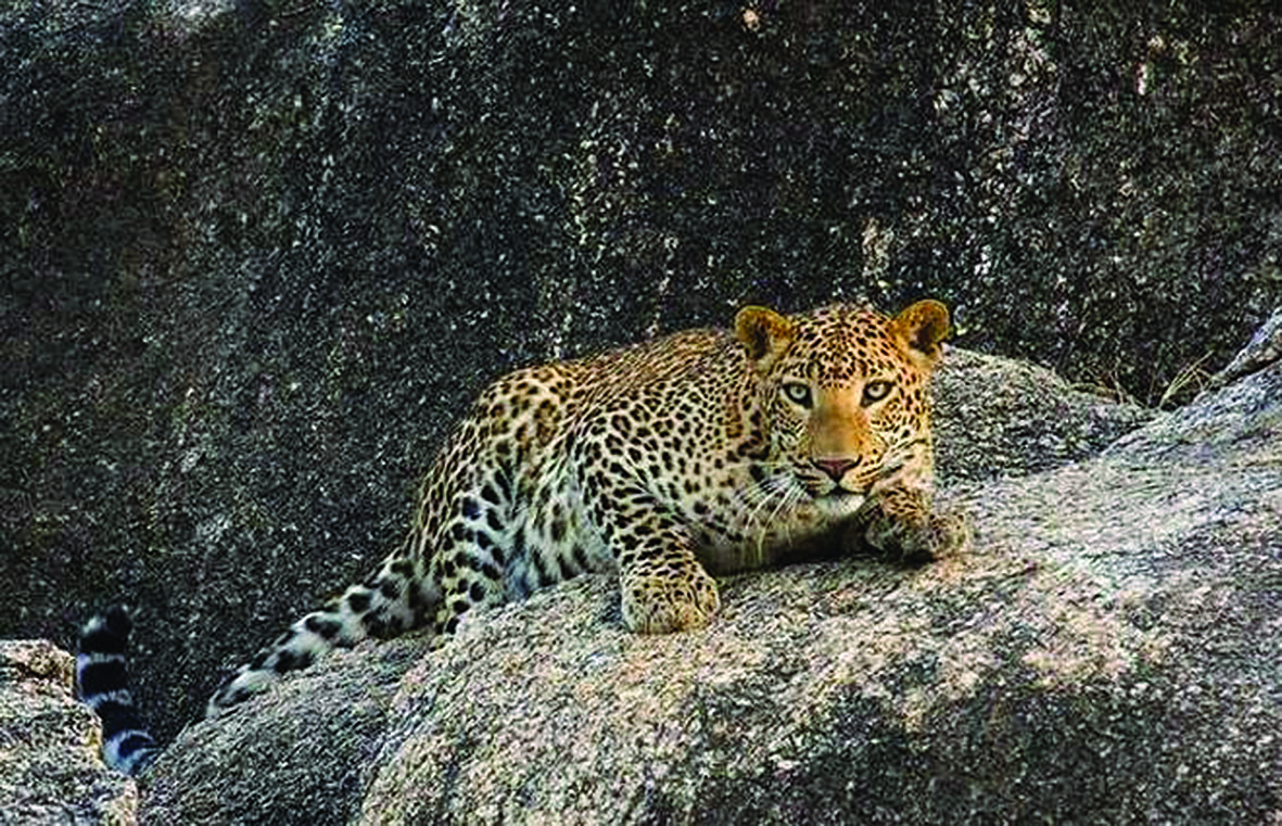 Bonds of the big cats of Bera