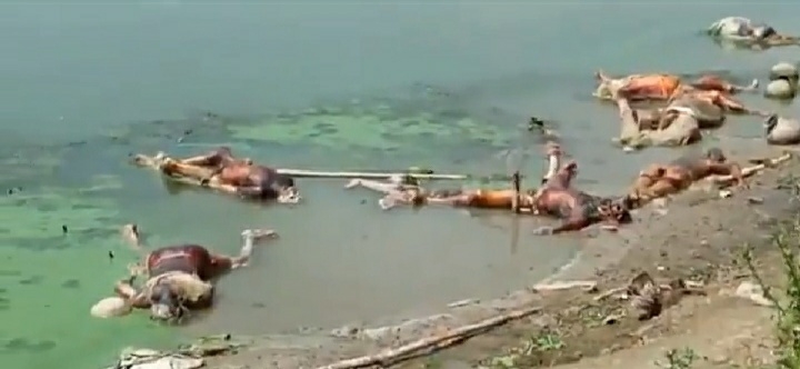 Dead bodies continue to be dumped into the Ganga in Bihar