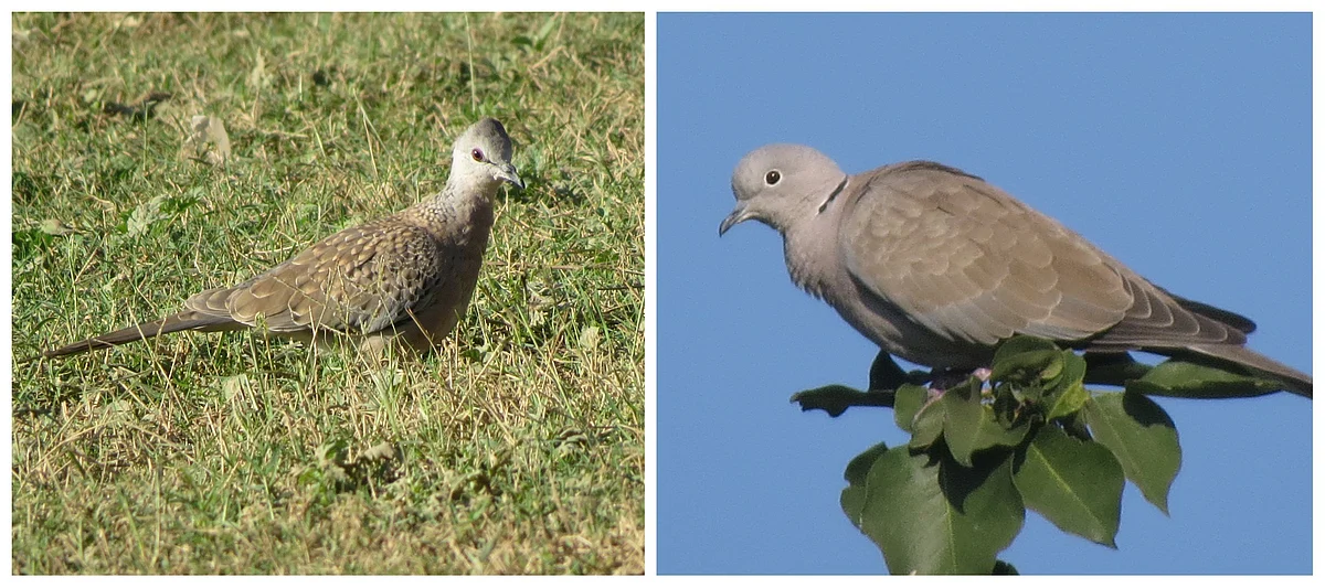 Spotted Dove (left) and Eurasian Collared Dove