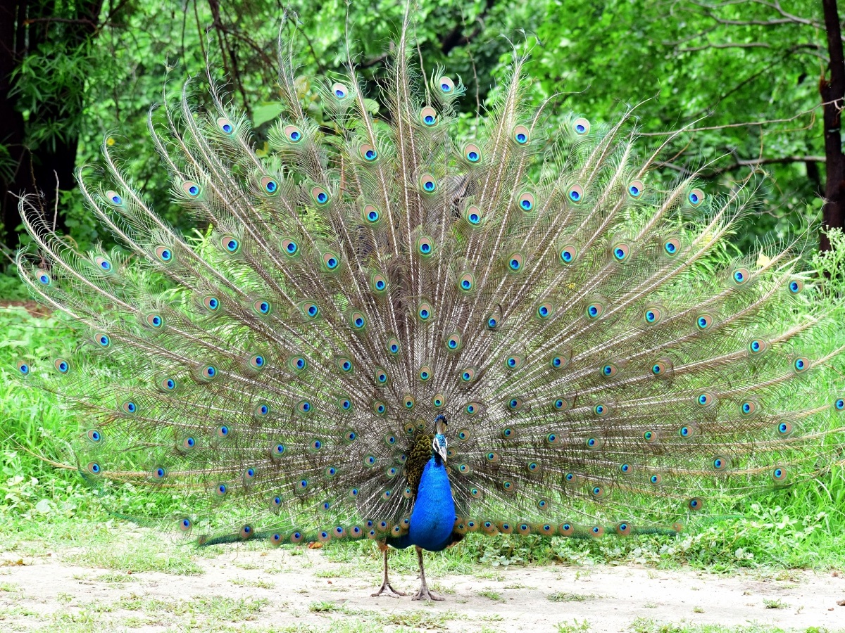 Shocking! 16 peacocks found dead in orchards in Pratapgarh, UP