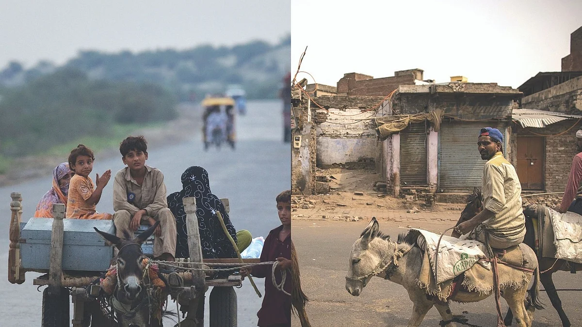Mystery of the declining donkeys in India as their number goes up in Pakistan