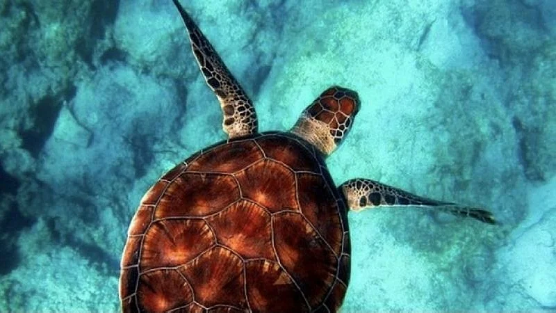 Covid-19 lockdown reduces ocean noise: Study