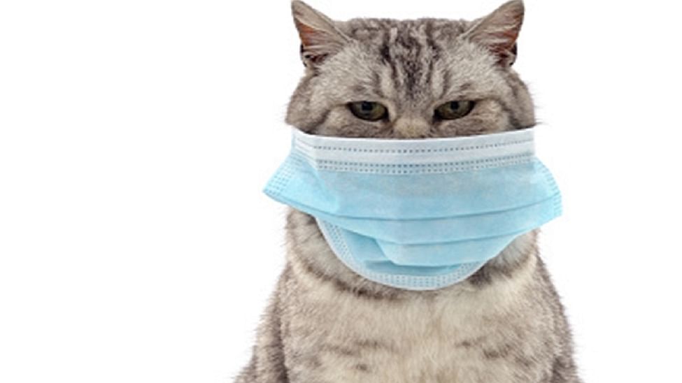 Covid infection in your pet dogs, cats may be common than thought