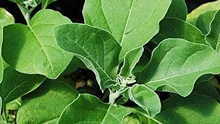 India Uk To Conduct Clinical Trials On Ashwagandha For Covid Recovery India Uk To Conduct Clinical Trials On Ashwagandha For Covid Recovery