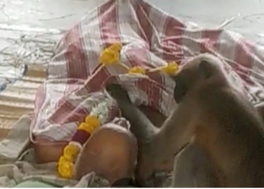 WATCH: Langur 'participates' in man's final rites, family astonished