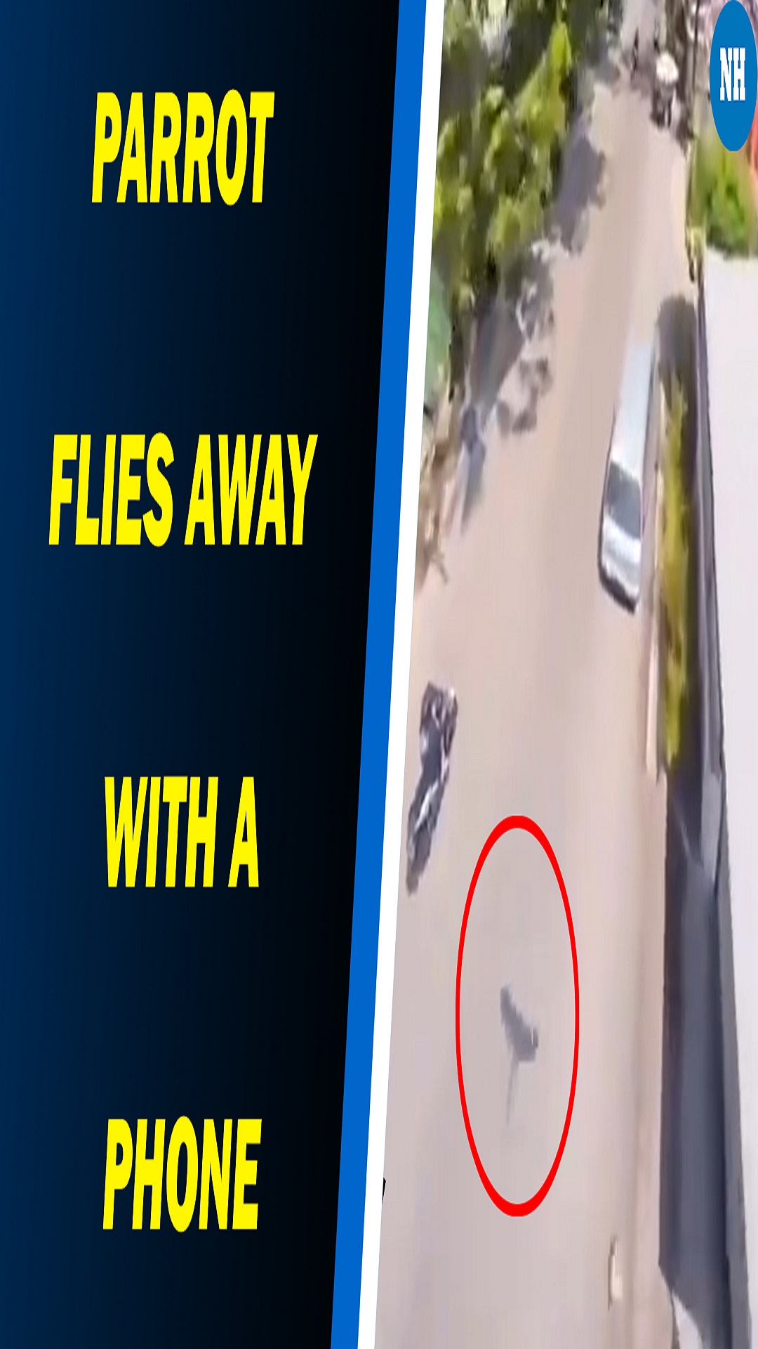 Parrot flies away with a phone, what happened next is a viral video now