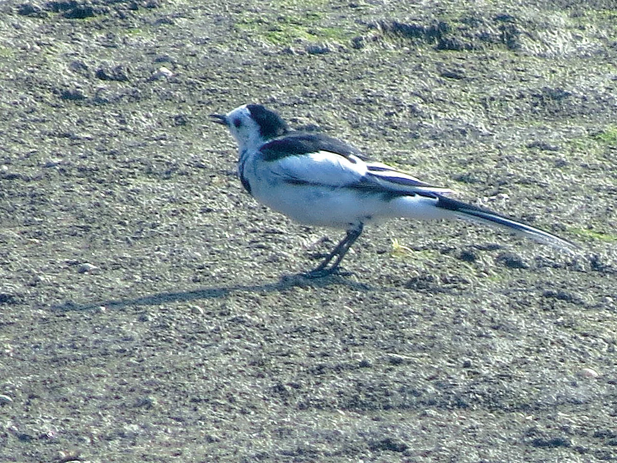 White Wagtail