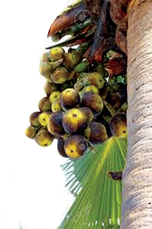Toddy tree