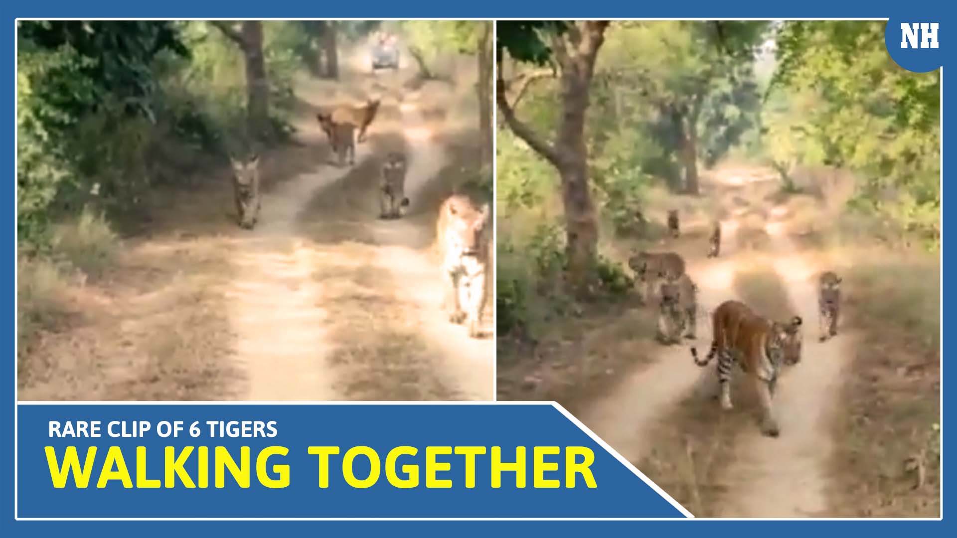 Watch: rare clip of 6 tigers walking together