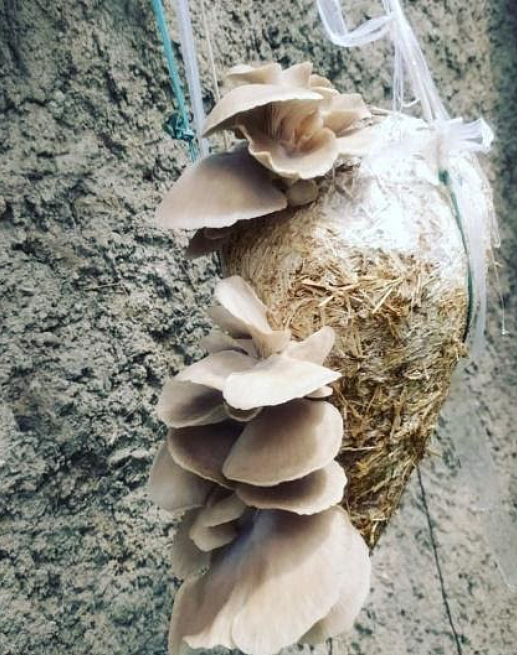 Benefits of mushroom cultivation enthuse women and farmers in Ladakh