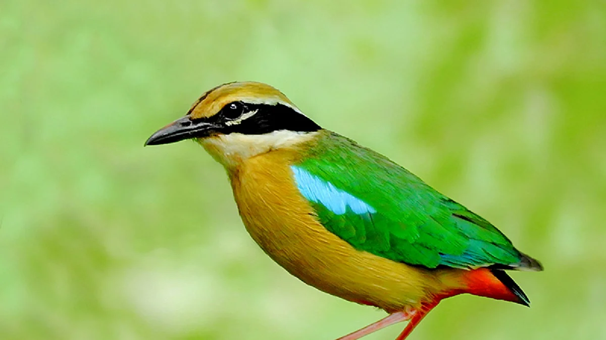 Indian pitta