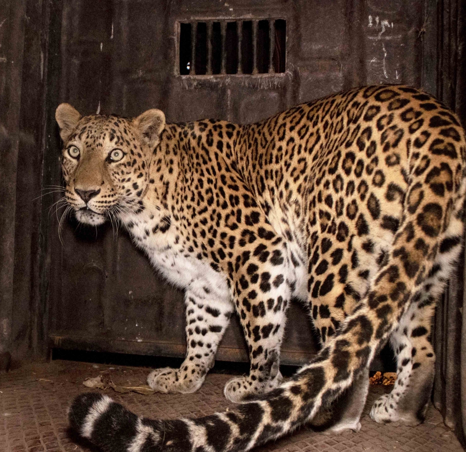 2 kids killed in leopard attacks in UP