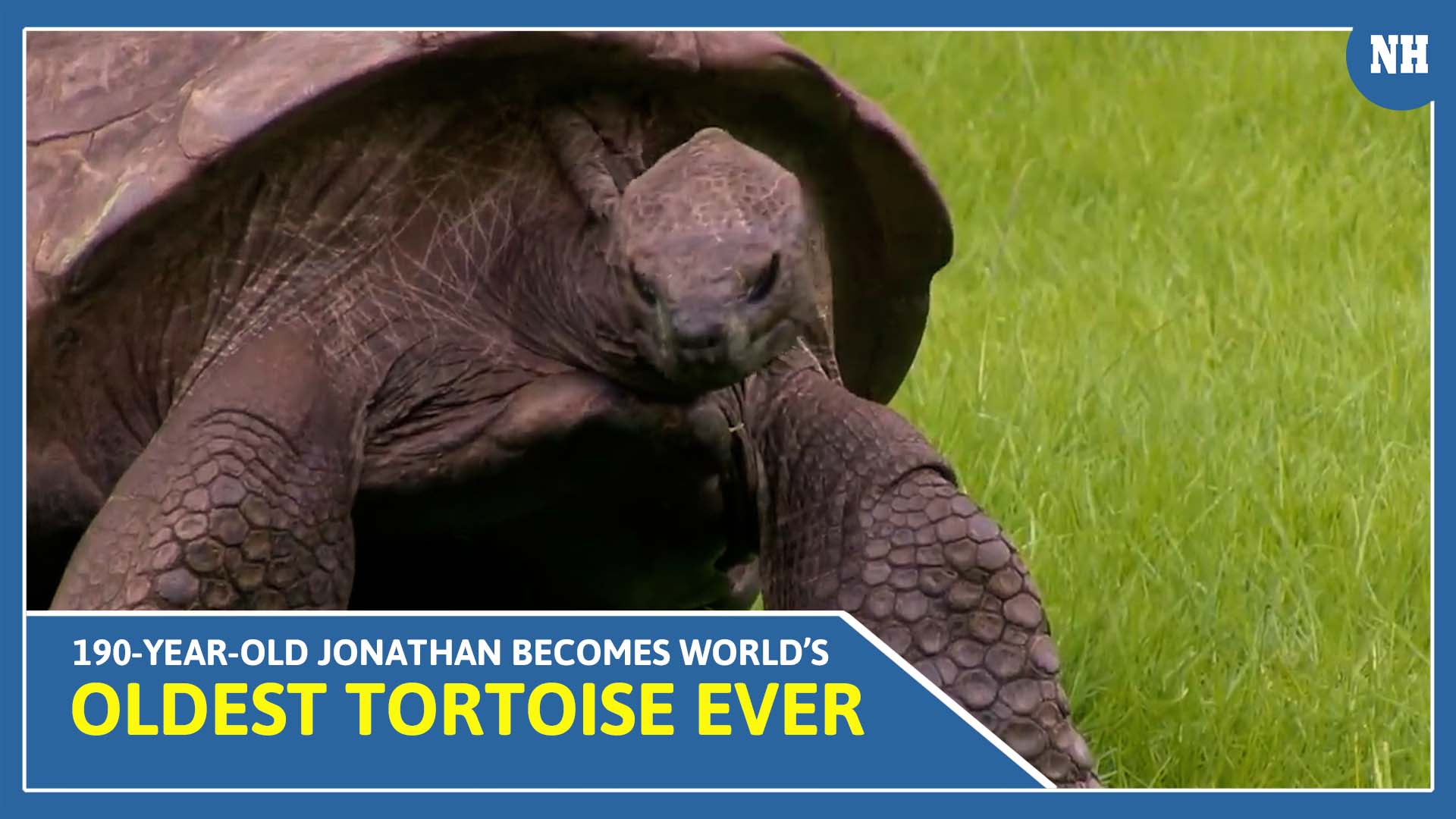 190-Year-Old Jonathan becomes world’s oldest tortoise ever, earns Guinness World Records title
