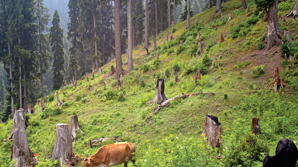 Forests: Government has paved the way for destruction during the ‘Amrit Kaal’