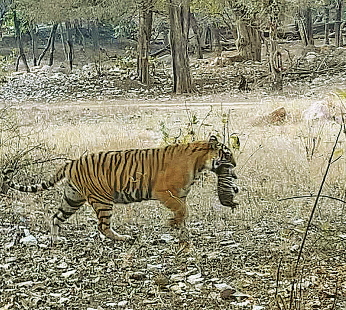 Ranthambhore Tiger Reserve: More tigers than it can hold