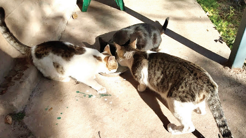 The cats of the wild at Sanawar