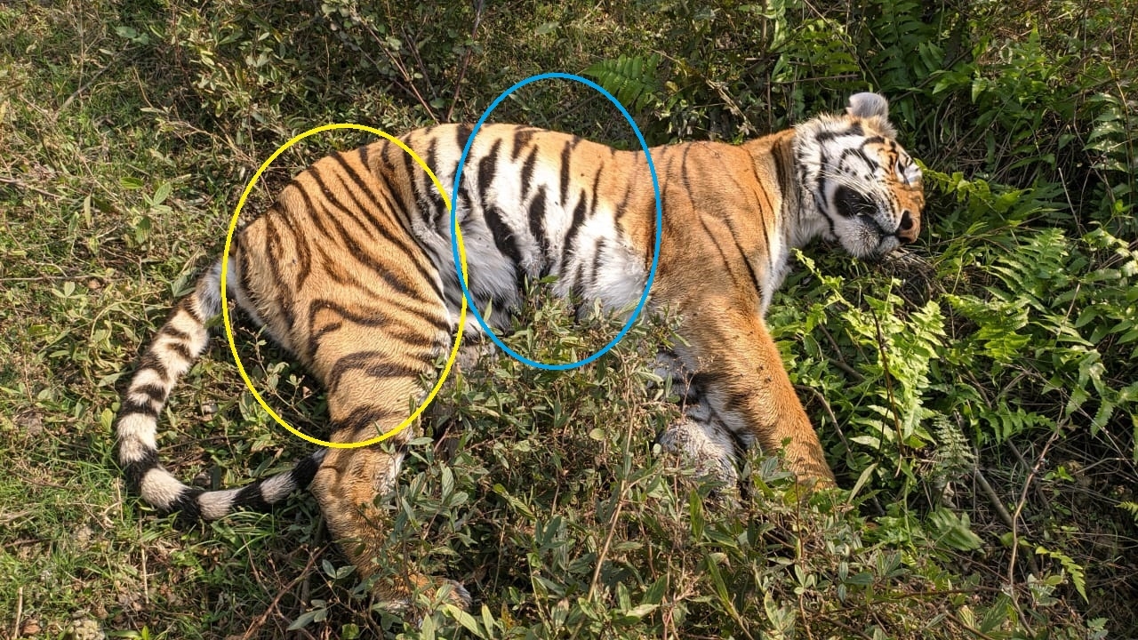 Female Royal Bengal tiger found dead in Assam's Kaziranga