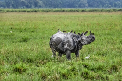 Pilibhit Tiger Reserve to lure rhinos from Nepal