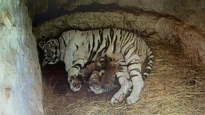 White tigress gives birth to 3 cubs in Mysuru Zoo
